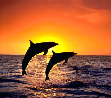زیباترین عکس از دلفین ها هنگام غروب نارنجی دریا برای پروفایل
