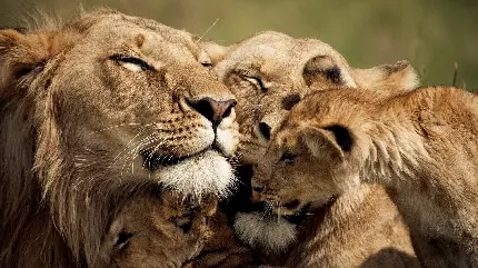 زیباترین عکس از خانواده شیر برای دوست داران حیات وحش
