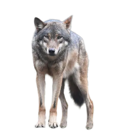 عکس جالب و زیبا از گرگ  با گوش های بلند با فرمت png