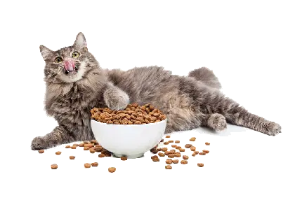 بهترین عکس پی ان جی گربه چاقالو بامزه با ظرف غذا گربه