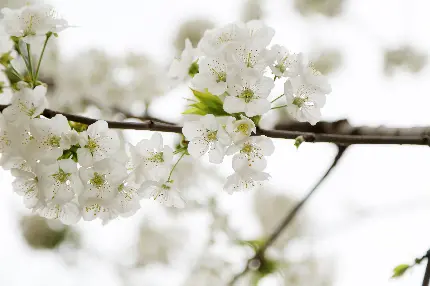 پرتره ای زیبا و حیرت بر انگیز از شکوفه های سپید سیب