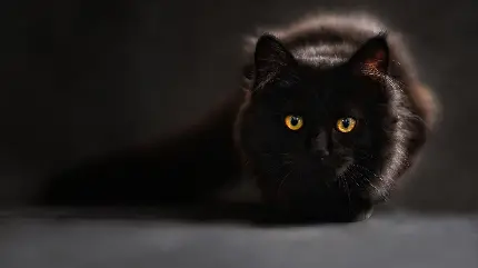 دانلود عکس گربه سیاه موجودی فریبنده برای پروفایل سیاه پسرانه