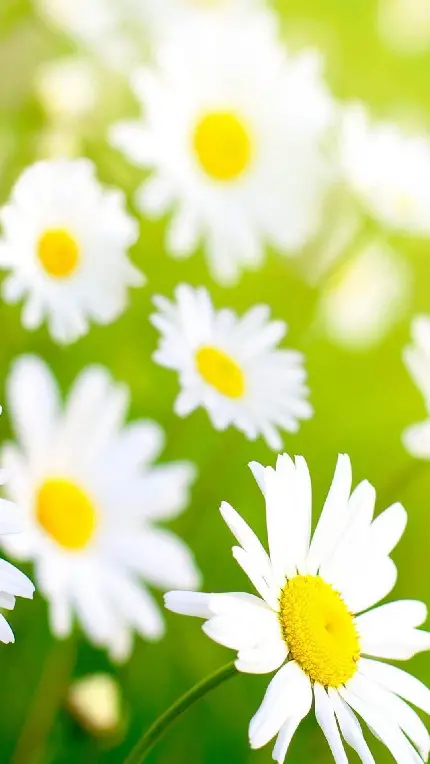 عکس گل دیزی یا مینای چمنی علت زیبایی و جذابیت منظره های بهاری