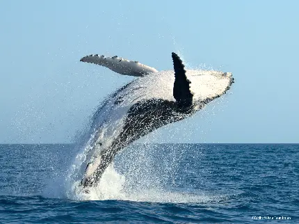 تصویر زمینه نهنگ کوهان دار در حال شیرجه با کیفیت بالا