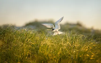 پرتره ای بسیار زیبا و دیدنی از پرنده ای سفید بر فراز آسمان