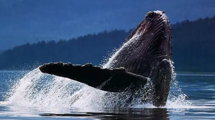 دانلود عکس استوک نهنگ کوهان دار برای چاپ با کیفیت عالی