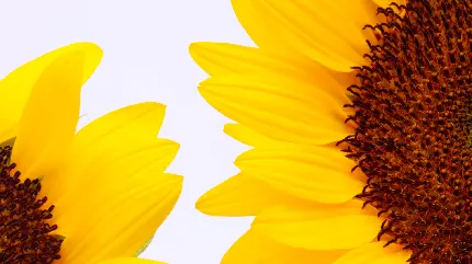 عکس پروفایل گل آفتابگردان قشنگ و نشاط بخش برای خانم های شیک