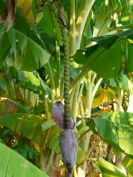 بارگیری والپیپر شاخه ای از درخت موز شگفت انگیز با خواص در طب سنتی
