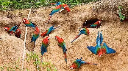 دانلود عکس بسیار زیبا و دیدنی از پرنده های رنگی رنگی 