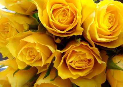عکس دسته گل رز زرد با رنگ و بویی بی نظیر و مدهوش کننده