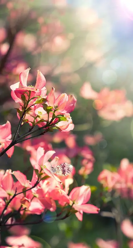 زیباترین والپیپر گل بهار صورتی با گلبرگ های نازک و شکننده