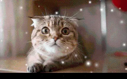 خرید گربه چین چیلا