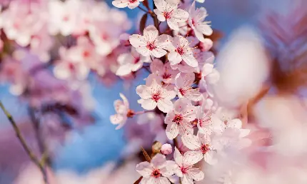 والپیپر دلنشین و رویایی از شکوفه های گلبهی و بهاری سیب
