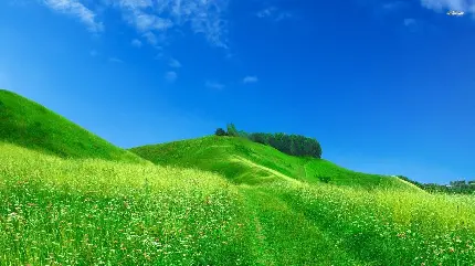 عکس چمن برای فتوشاپ