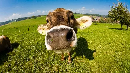 عکس بامزه و خنده دار صورت گاو خوشگل در نزدیکی دوربین