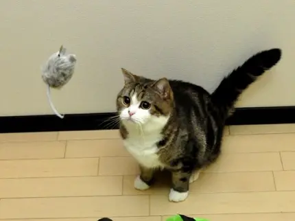 عکس معروف ترین گربه اینترنت در حال بازی با عروسک کوچولو