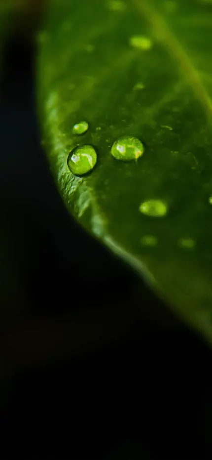 دانلود تصویر قطرات آب روی برگ سبز گیاه با کیفیت بالا