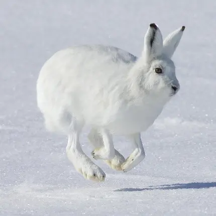 نمای بسیار تماشایی از خرگوش سفید مناطق برفی و وحشی