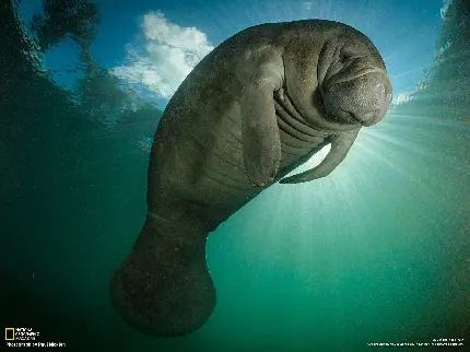 عکس گاو دریایی منقرض شده یکی از عجیب ترین حیوانات دنیا