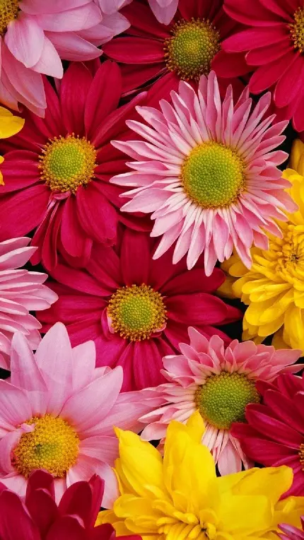 دانلود عکس گل های رنگارنگ بهاری معطر با خوشه های متراکم
