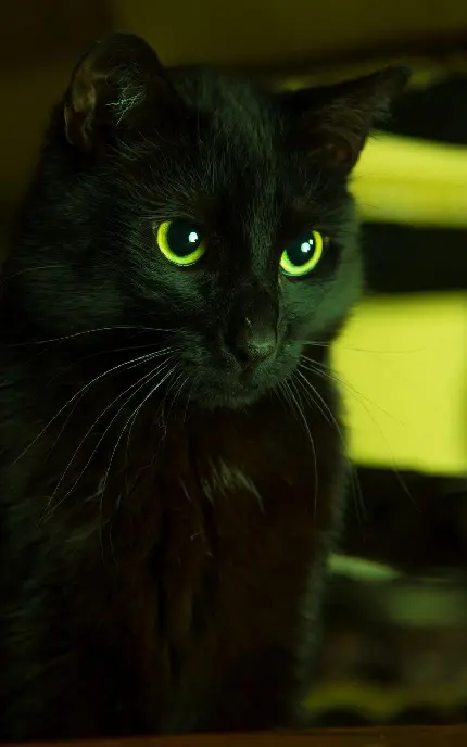 والپیپر گربه سیاه وحشی با چشمان سبز ترسناک برای گوشی موبایل