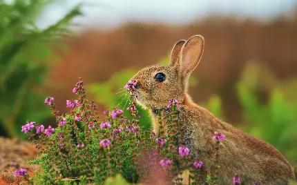 Background تماشایی خرگوش وحشی در پس زمینه نیمه فولو 