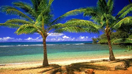 والپیپر با کیفیت جاذبه طبیعی در هاوایی با ساحل طلایی و آبی های زیبا