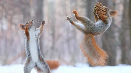 عکس استوک سنجاب های نر و ماده بازیگوش در میان برف