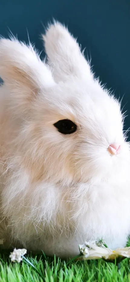 نمایه ای نزدیک و شیک از خرگوش نرمالو با بینی صورتی 