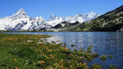 استوک طبیعت بکر دریاچه و گل های زیبای اطراف آن با کوه های برفی