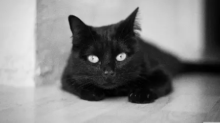 عکس استوک گربه سیاه وحشی با زمینه سفید و چشم های روشن