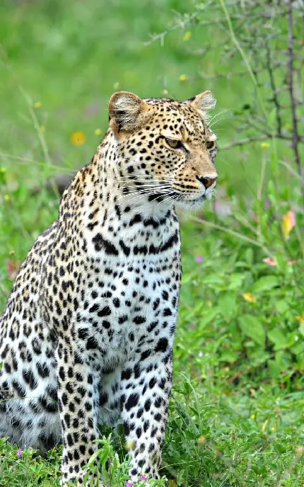 خوشگل ترین بک گراند پلنگ Leopard در چمنزار سرسبز و زیبا
