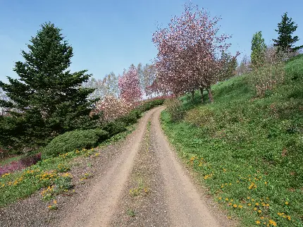 عکس جاده شمال تو ماشین