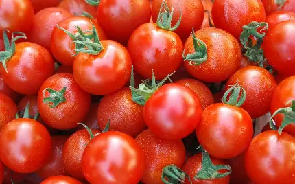 دانلود تصویر گوجه فرنگی با طعم متمایز و منحصر به فرد