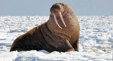 عکس زمینه گراز دریایی در بین برف های قطب جنوب با کیفیت عالی