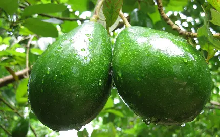 کمیاب ترین عکس درخت میوه آووکادو Avocado باطراوت و تازه