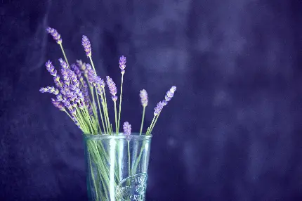 خوشگل ترین تصویر نقاشی دسته گل های اسطوخودوس بنفش در لیوان