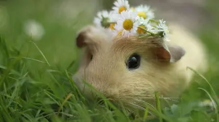  عکس فوق‌العاده زیبا و جالب از خوکچه هندی با گل های بابونه روی سر