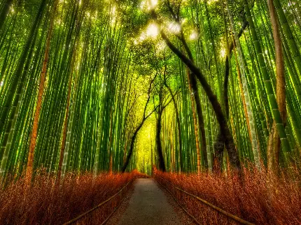 رویایی ترین و آرامش بخش ترین مکان در دنیا میان درخت های بامبو