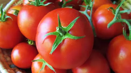 تصویر گوجه فرنگی تازه چیده شده در اندازه مختلف درون سبد حصیری