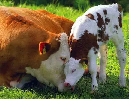تصویر زمینه بچه گاو آیرشایر در کنار مادرش برای فضای دسکتاپ