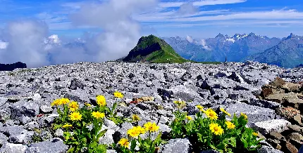 دانلود تصویر کوهستان و صخره های سنگی و گل های بابونه 