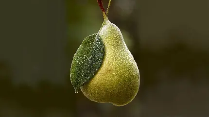 عکس گلابی شاه میوه با بافت ترد و سفت و ظاهر هوس انگیز
