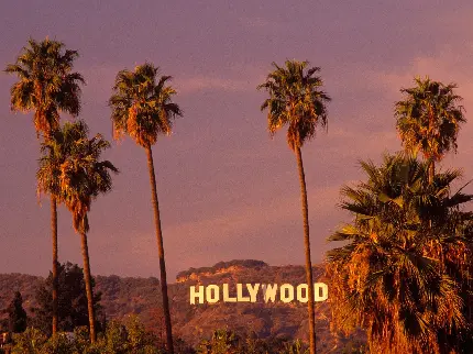 زمینه لپ تاپ درختان نخل در منطقه هالیوود شهر لس آنجلس کالیفرنیا آمریکا