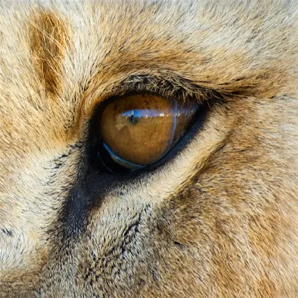عکس چشم زیبای شیر سلطان جنگل مخصوص پروفایل تلگرام