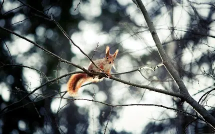 عکس زیبا و جالب از زندگی سنجاب در میان شاخه های درختان