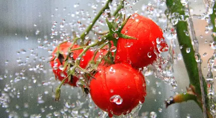 کمیاب ترین پس زمینه گوجه فرنگی باطراوت و شاداب روی شاخه