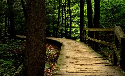 عکس زمینه ترسناک و راز آلود از پل چوبی در اعماق جنگل