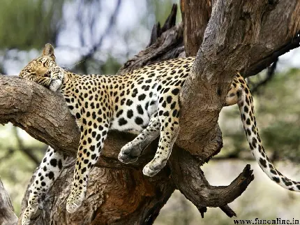 بامزه ترین تصویر پلنگ خوابیده روی درخت برای خاص ترین ها