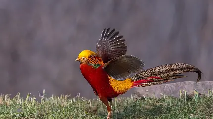 بکگراند شگفت آور از پرنده زیبا با بال های رنگارنگ برای لینوکس